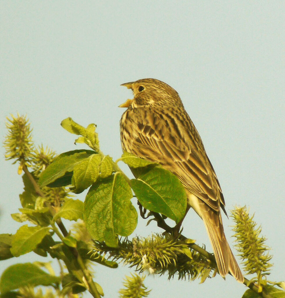 Bruant proyer mâle adulte nuptial, identification