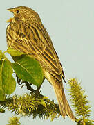 Corn Bunting