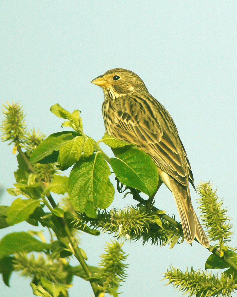 Corn Bunting male adult breeding, identification