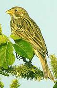 Corn Bunting