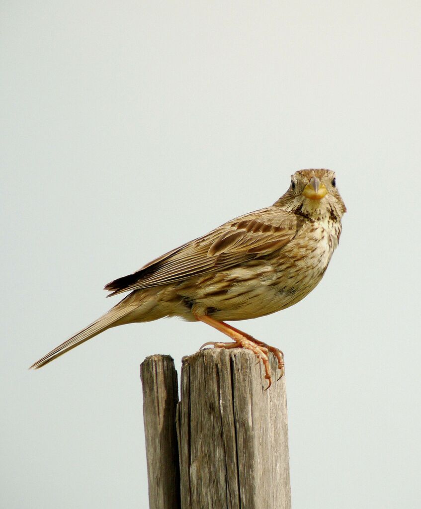 Bruant proyer mâle adulte nuptial, identification