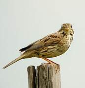 Corn Bunting