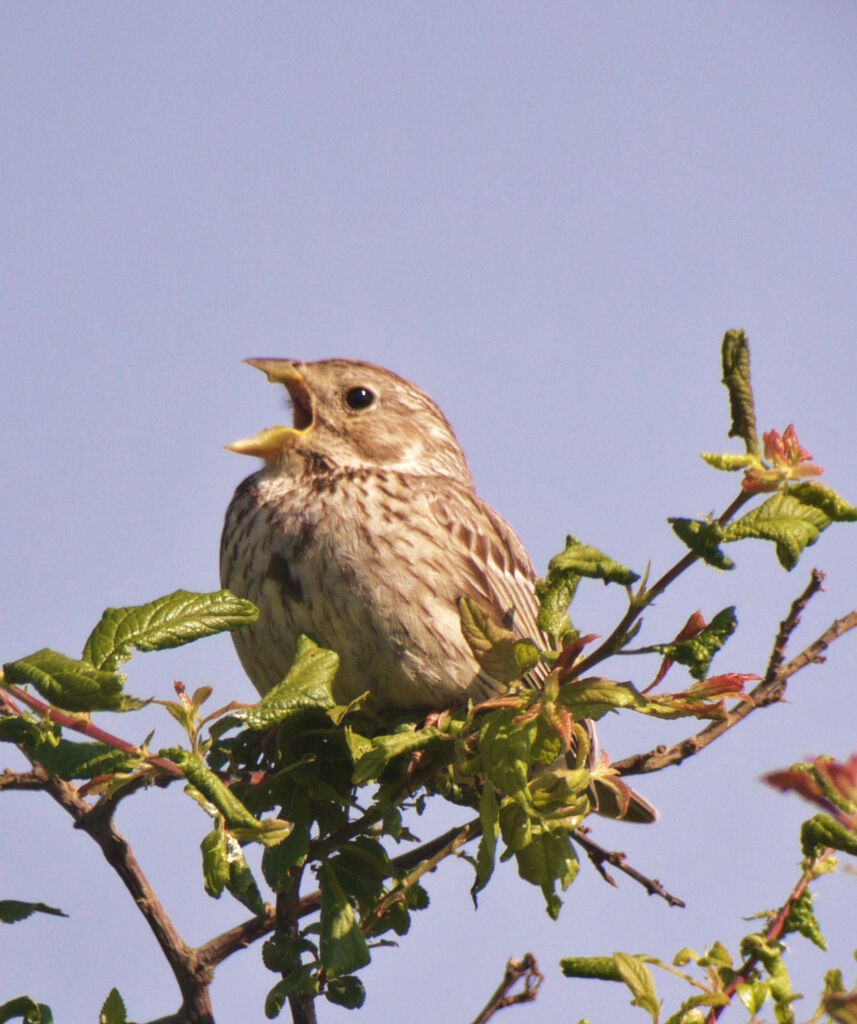 Bruant proyer mâle adulte nuptial, identification