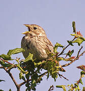 Corn Bunting