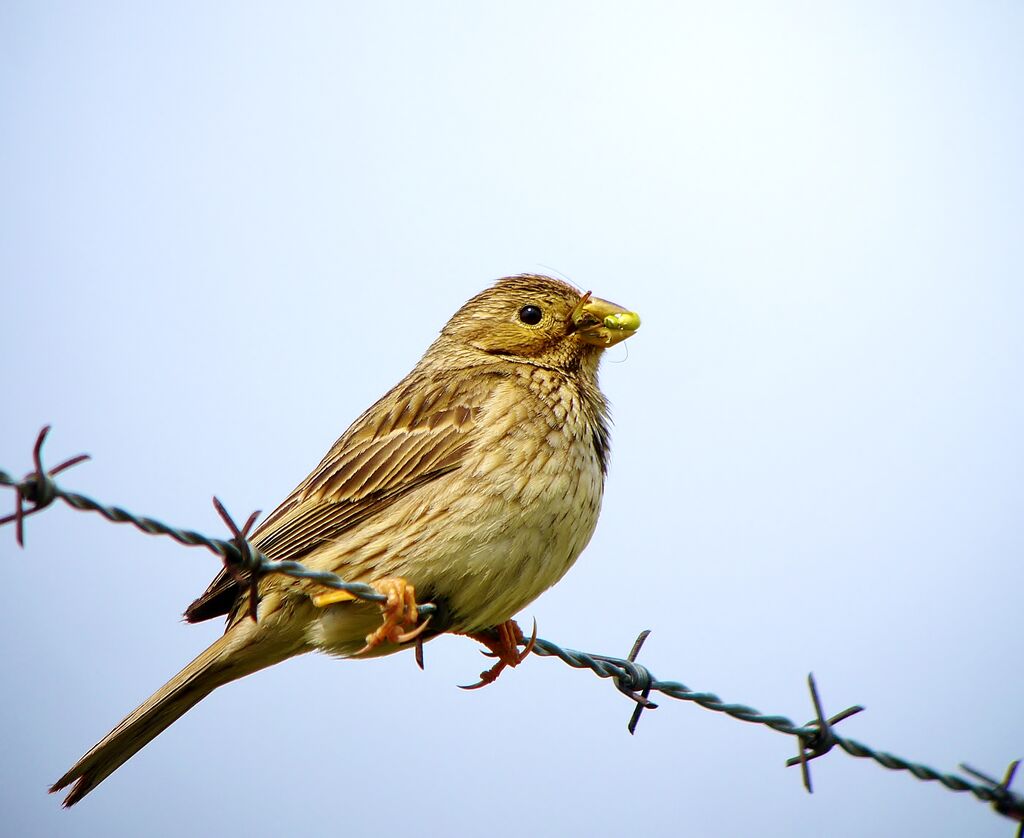 Bruant proyer mâle adulte, identification