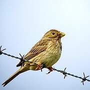 Corn Bunting