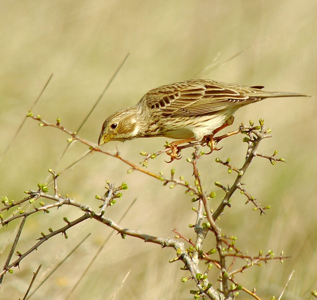 Corn Bunting, identification