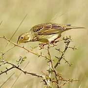 Corn Bunting