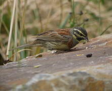 Cirl Bunting