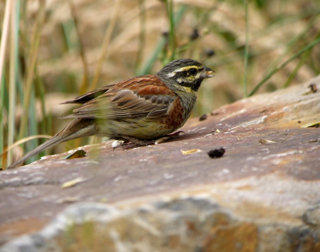 Cirl Bunting male adult breeding, identification