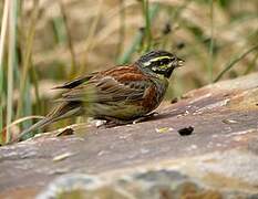 Cirl Bunting