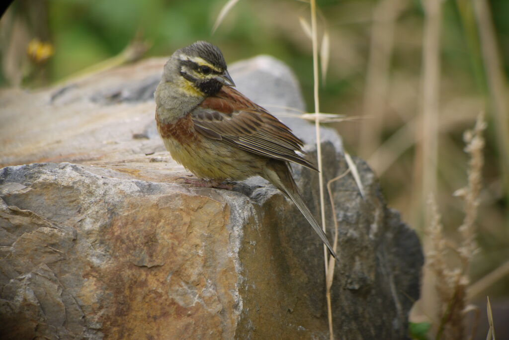 Cirl Bunting male adult breeding, identification