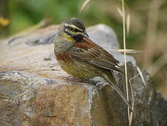 Cirl Bunting