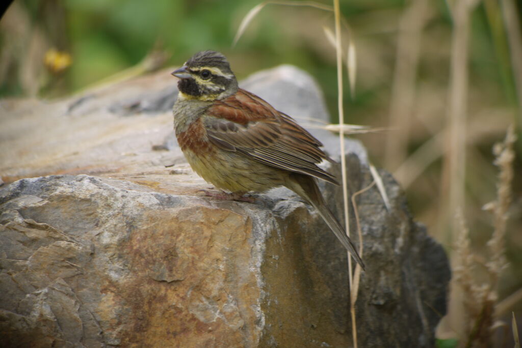 Cirl Bunting male adult breeding