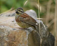 Cirl Bunting