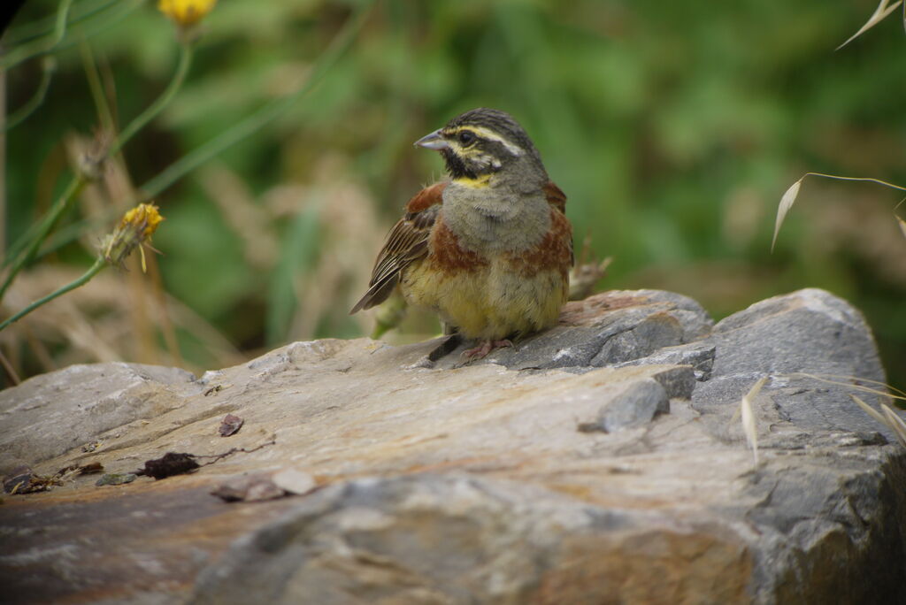 Cirl Bunting