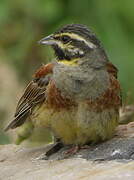 Cirl Bunting