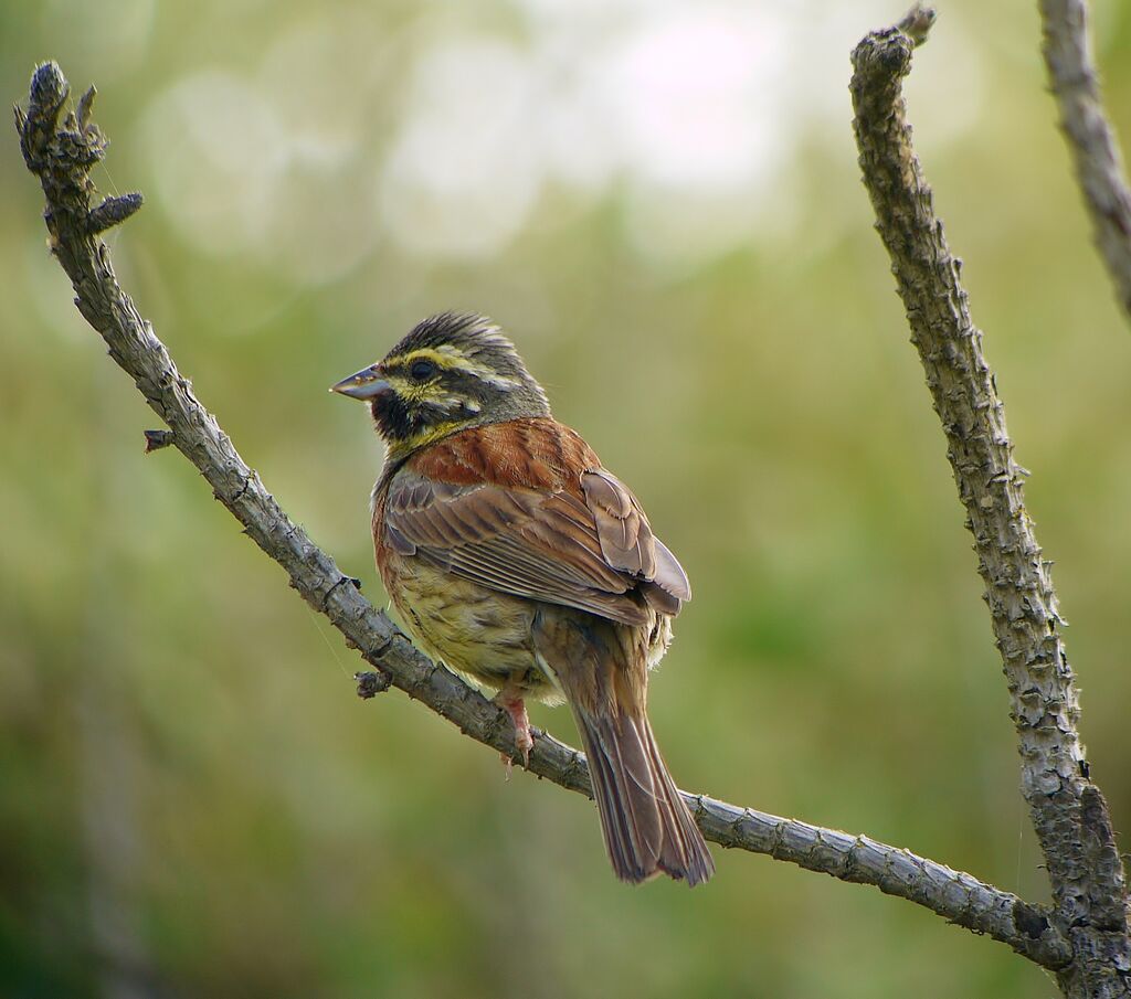 Cirl Bunting male adult breeding, identification