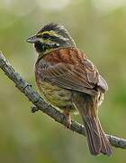 Cirl Bunting