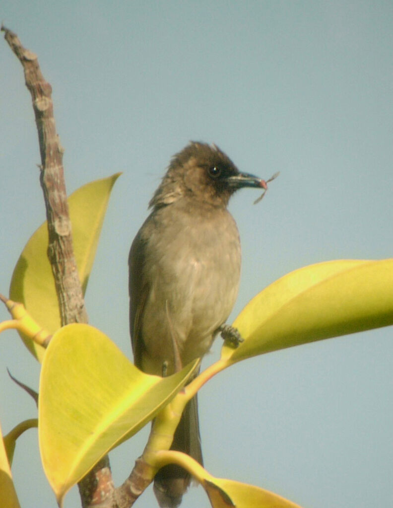 Bulbul des jardins