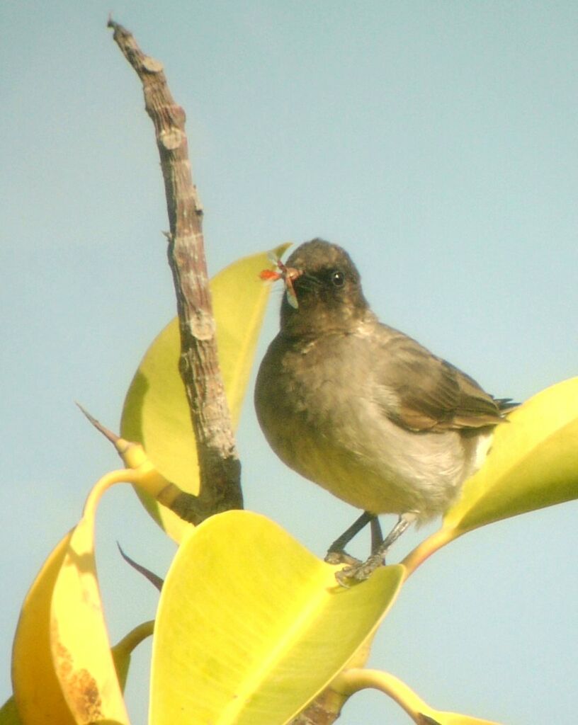 Bulbul des jardins, identification