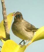 Bulbul des jardins