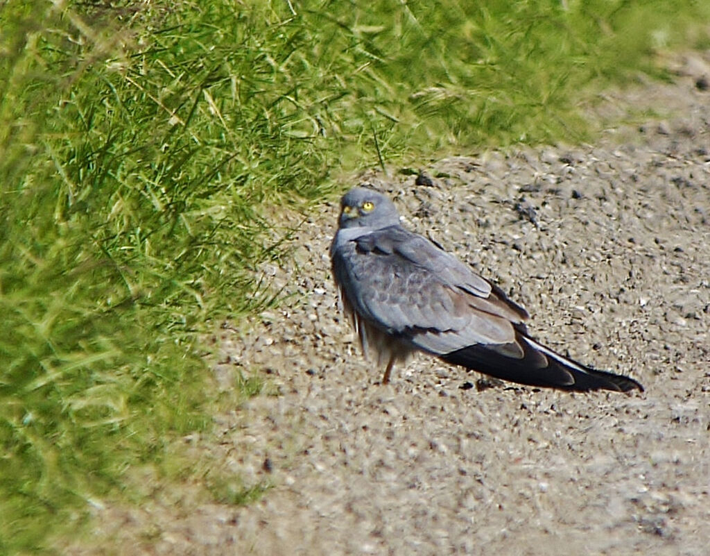 Montagu's Harrier male adult breeding, identification