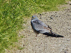 Montagu's Harrier