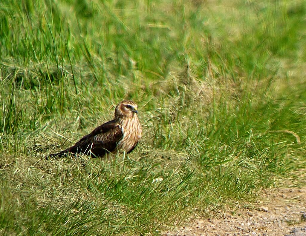 Montagu's Harrier female adult breeding, identification