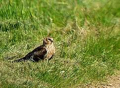 Montagu's Harrier