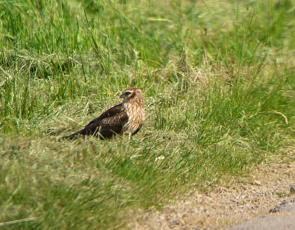 Montagu's Harrier female adult breeding, identification