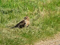 Montagu's Harrier