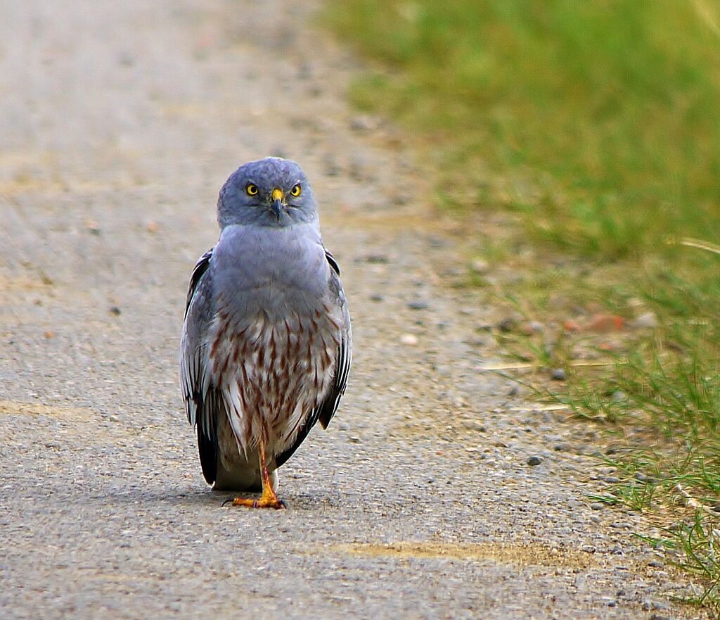 Montagu's Harrier