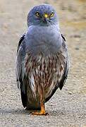 Montagu's Harrier