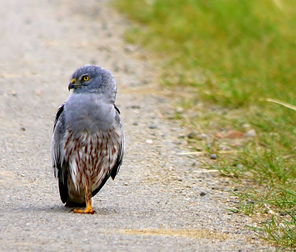 Montagu's Harrier male adult breeding, identification