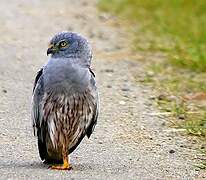 Montagu's Harrier