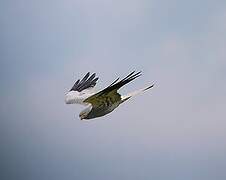 Montagu's Harrier