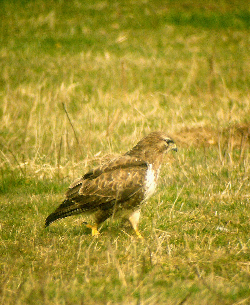 Buse variable mâle adulte nuptial, identification