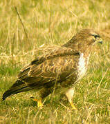 Common Buzzard