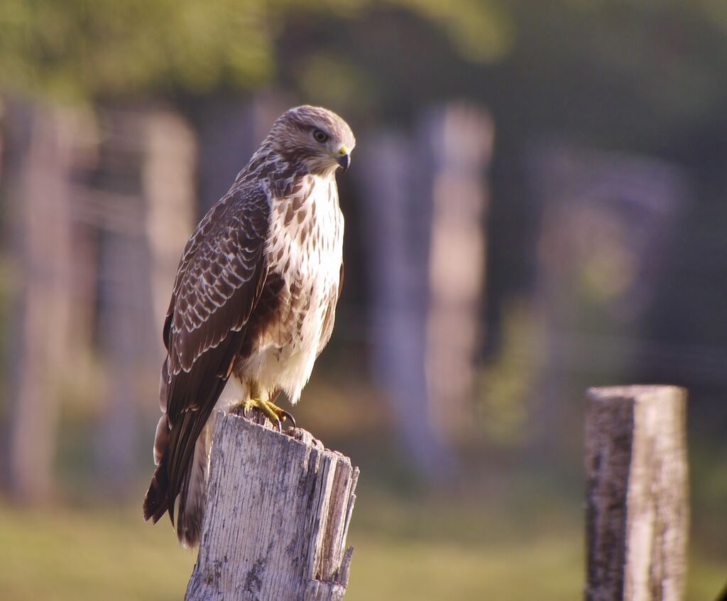 Common Buzzardadult, identification