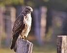 Buse variable