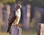 Buse variable