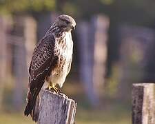 Common Buzzard