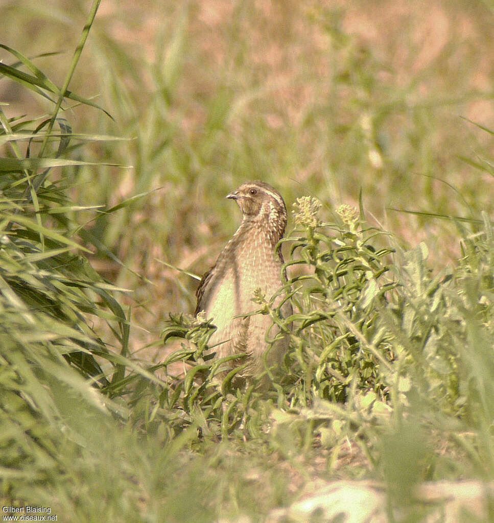 Caille des blés femelle adulte nuptial, identification