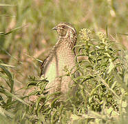 Common Quail