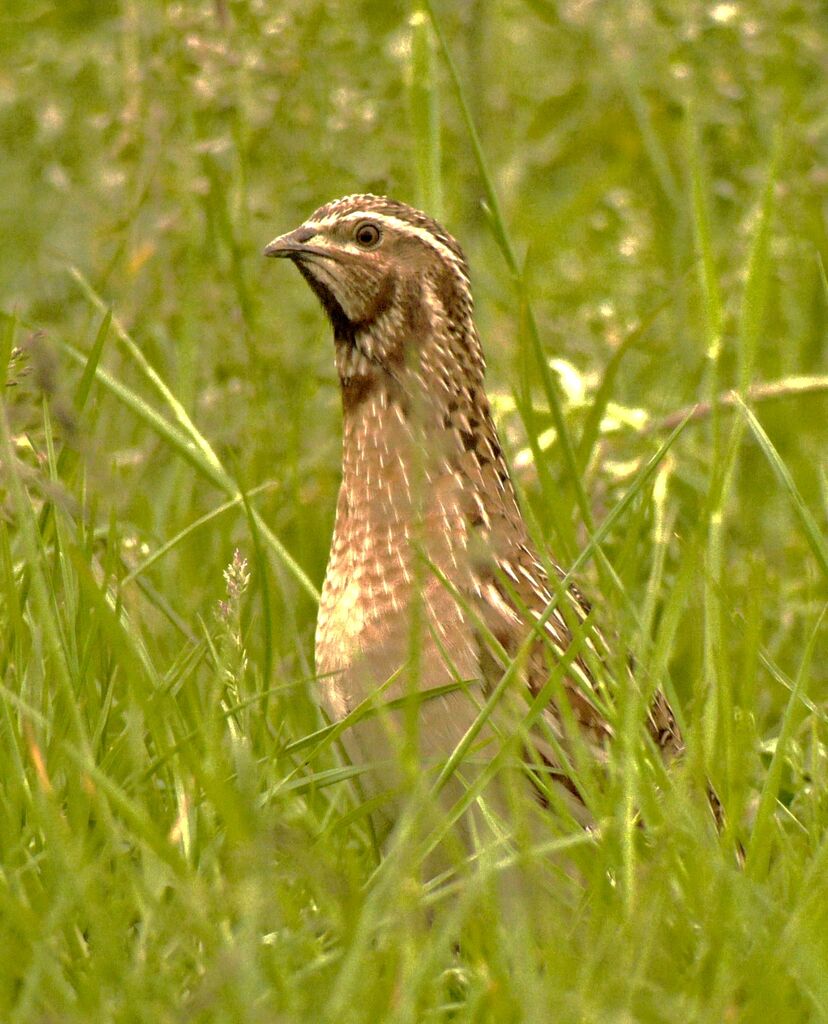 Common Quail male adult breeding, identification