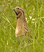 Common Quail