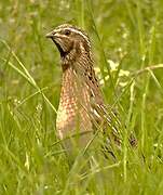 Common Quail