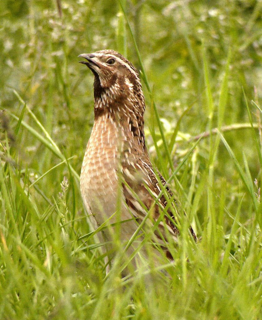 Common Quail male adult breeding, identification