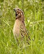 Common Quail